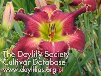 Daylily Defining Moment